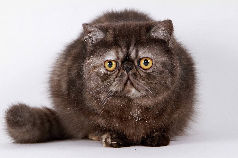 Exotic Shorthair - CH. Metalika dite SHINJU  du nid ch'adore