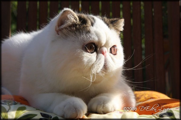 Exotic Shorthair - d'eden lover Droopy of latin lover