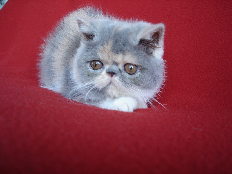 Jacotte Du Bleu Médoc