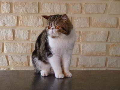 Exotic Shorthair - CH. Lover boy The Sweet Love