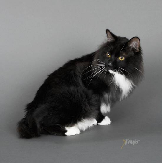 Kurilian Bobtail poil court et poil long - CH. Tamerlan karmino cat