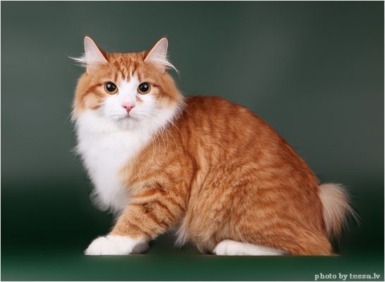 Kurilian Bobtail poil court et poil long - Lakomka karmino cat