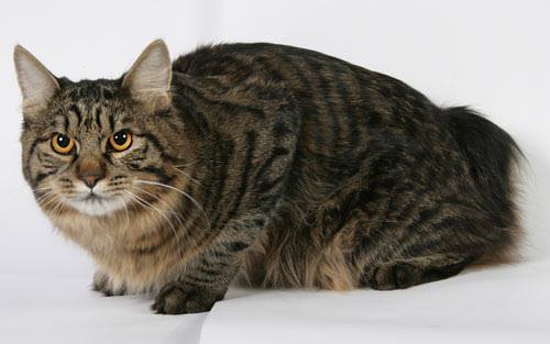 Kurilian Bobtail poil court et poil long - CH. lynx standart Blagovest