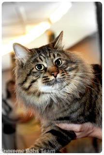 Kurilian Bobtail poil court et poil long - Gilbert Sans Affixe