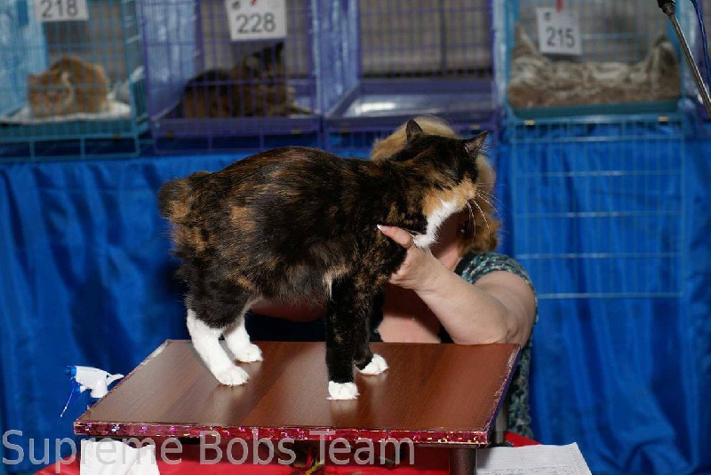Kurilian Bobtail poil court et poil long - Betty Sans Affixe