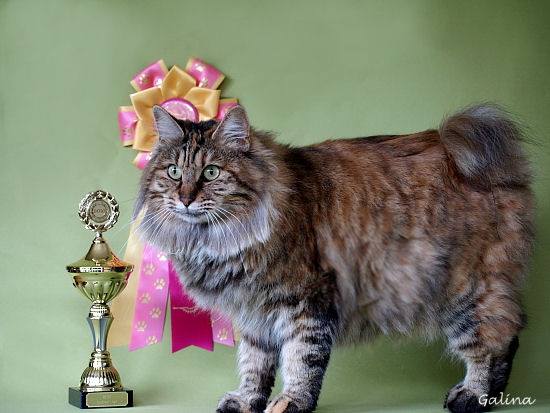 Kurilian Bobtail poil court et poil long - CH. Babochka kurilkot