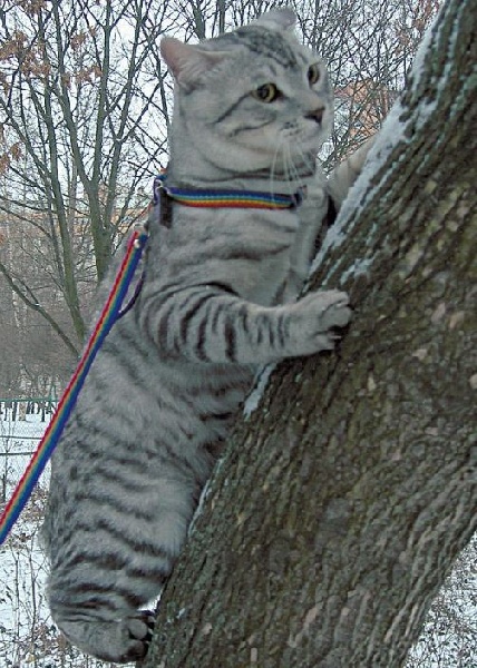 Kurilian Bobtail poil court et poil long - CH. Egorunka kroshka flak