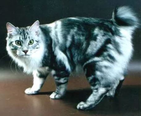 Kurilian Bobtail poil court et poil long - CH. Vasiliy alexander-fred
