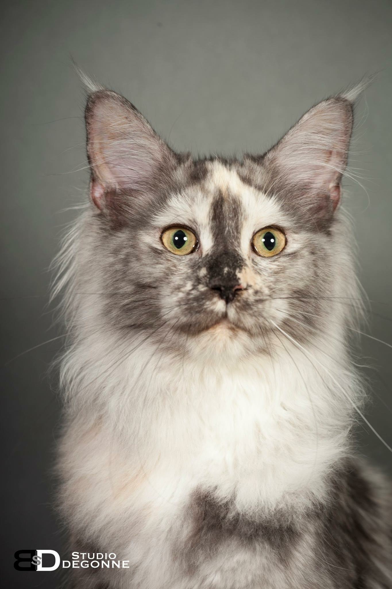 Maine Coon - Magical feelings Mist Of Avalon