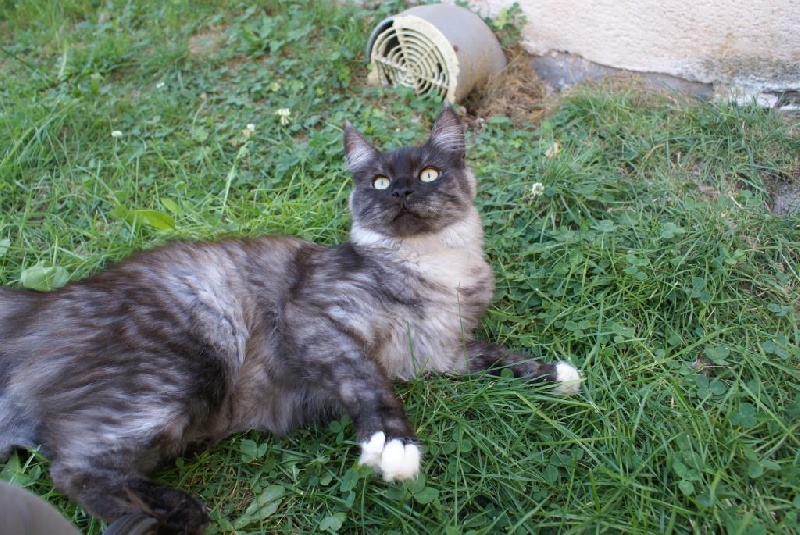 Maine Coon - Ioenay De L'Avedelhacoons