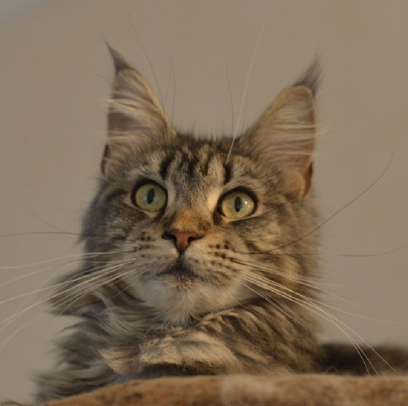 Maine Coon - Raquelcoon's Molécule