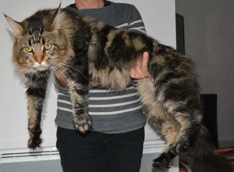 Maine Coon - CH. Helton du royaume de cyrus