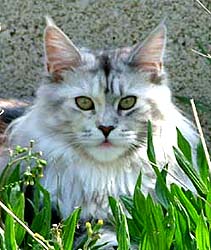 Maine Coon - Victoria cabotcove coon