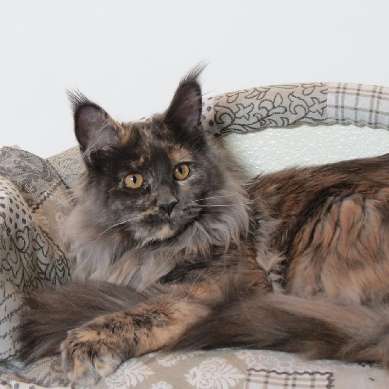 Maine Coon - électra from kirbeautycoon