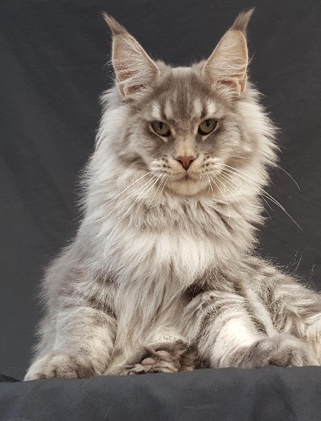 Maine Coon - ascent Diodor