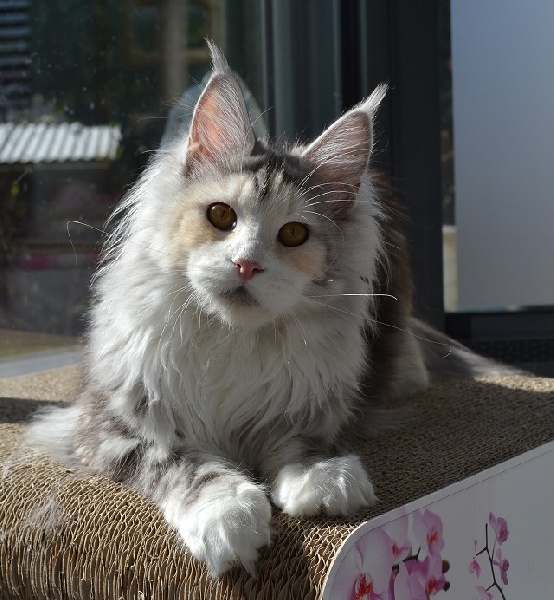 Maine Coon - CH. Mademoiselle de chastre