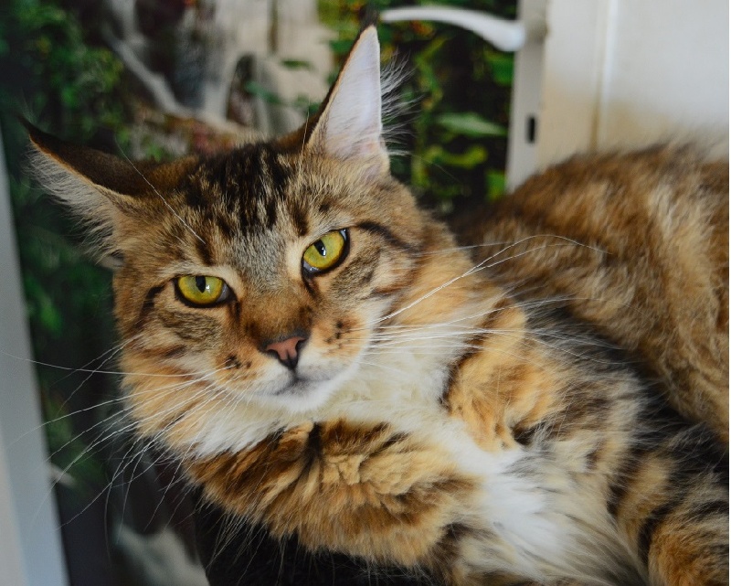 Les Maine Coon de l'affixe D'Hanoï