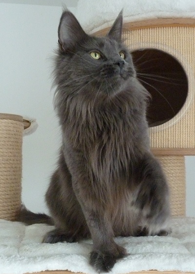 Maine Coon - leather and lace Jailhouse rock PP