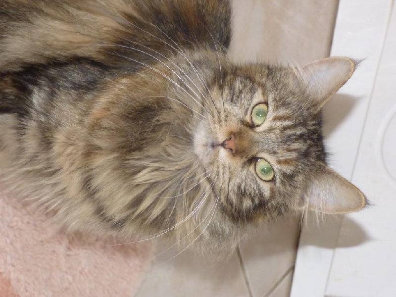 Maine Coon - Lovely cat Des Lynx D'Amarine