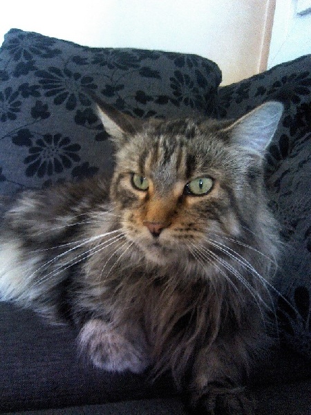 Maine Coon - Hécate des jardins d'asgard