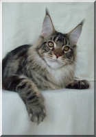 Maine Coon - CH. big giants resort's Kingsley