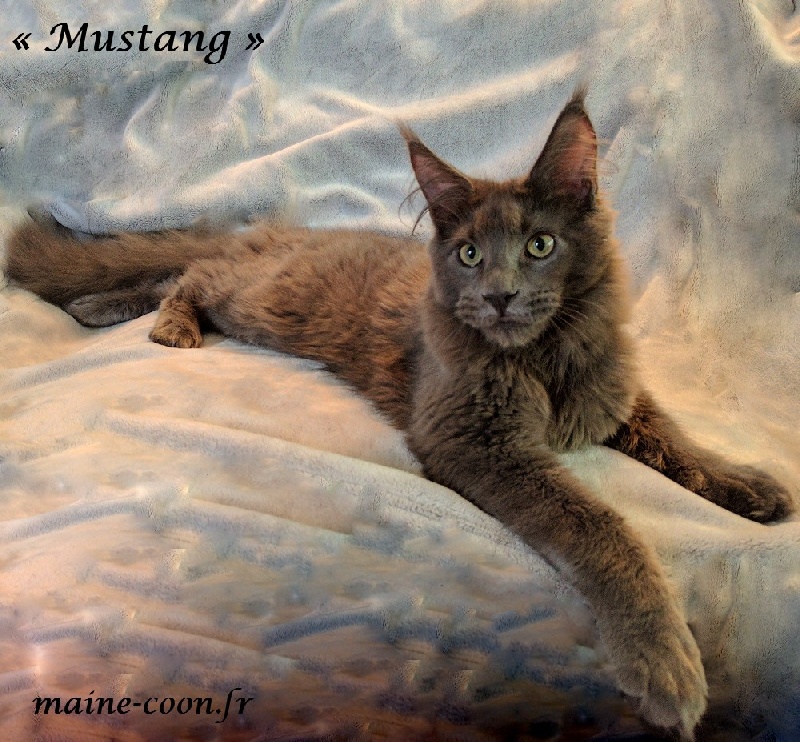 Mustang the Maine Coon World