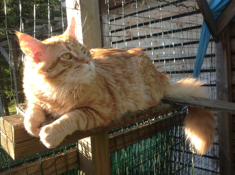 Maine Coon - tarasacoon Mufassa