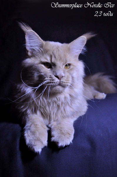 Maine Coon - CH. summerplace Nordic ice