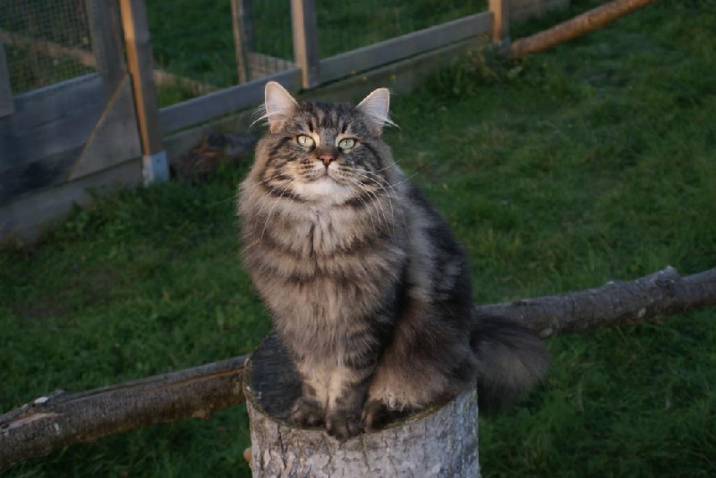 Maine Coon - Haragorne des coons du chassin