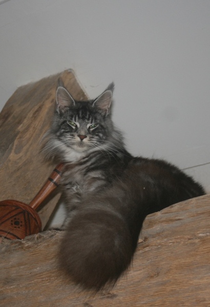 Maine Coon - inlove with Aella fitzgerald (awel)