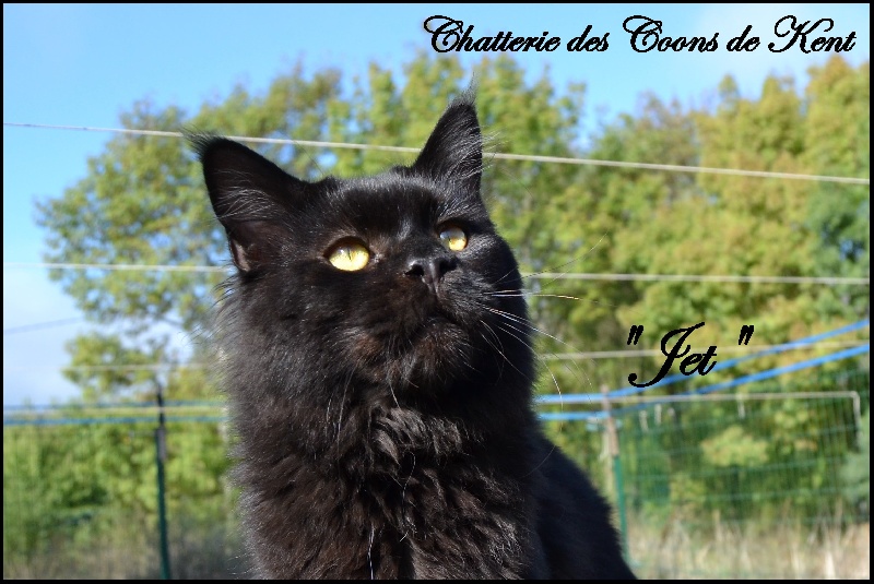 Maine Coon - Lucky Du Clos Des Maines