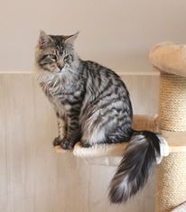 Maine Coon - funny footprint's Silver star