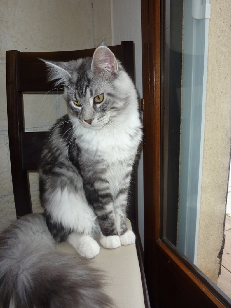 Maine Coon - Loulou des sylverslandes