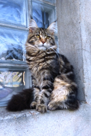 Maine Coon - Jazzy Du P'tit Cacoual