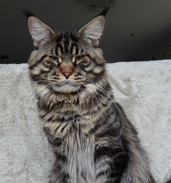 Maine Coon - Finne gan the purrfect coon