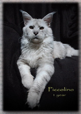 Maine Coon - Piccolino from the satyr