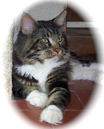 Maine Coon - Disko de laf 42360