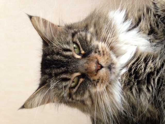 Maine Coon - shadoogie Enchained Melody