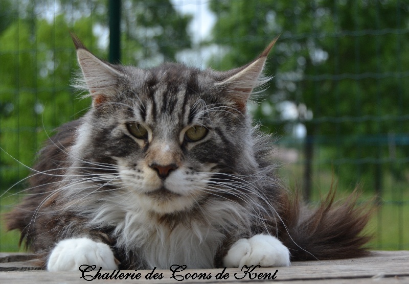 Maine Coon - Indiana jones de la bayarde