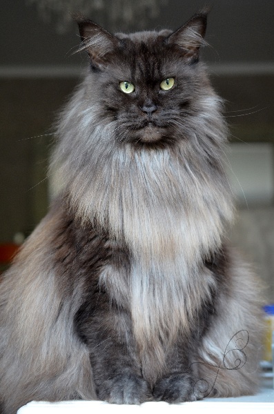 Maine Coon - CH. I'xtravaganza of roswell