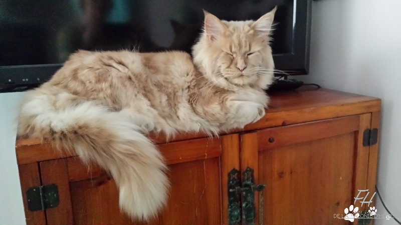 Maine Coon - cat's dream's Henri cat