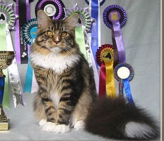 Maine Coon - chamberlain Rain maker