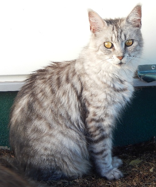 Maine Coon - Call girl des carrieres du linx