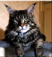 Maine Coon - Hillside phoebus