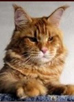 Maine Coon - Xaver of gentle lions