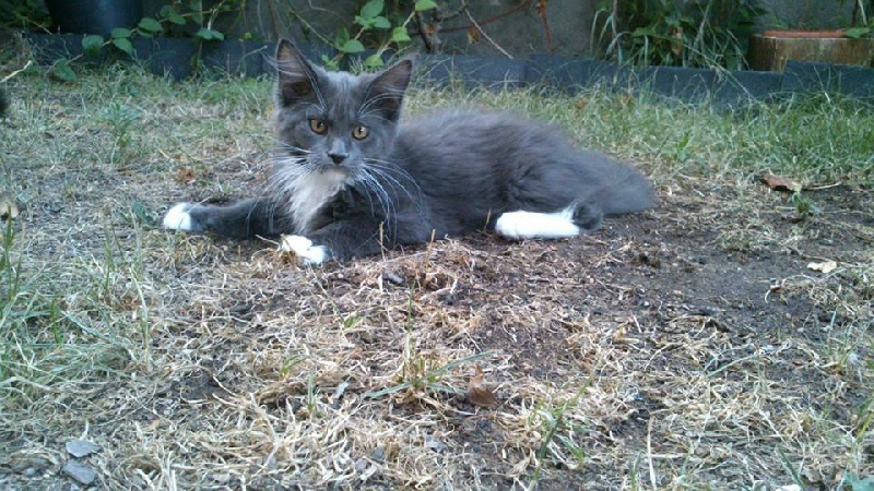 Les Maine Coon de l'affixe Von Hoehenzoller