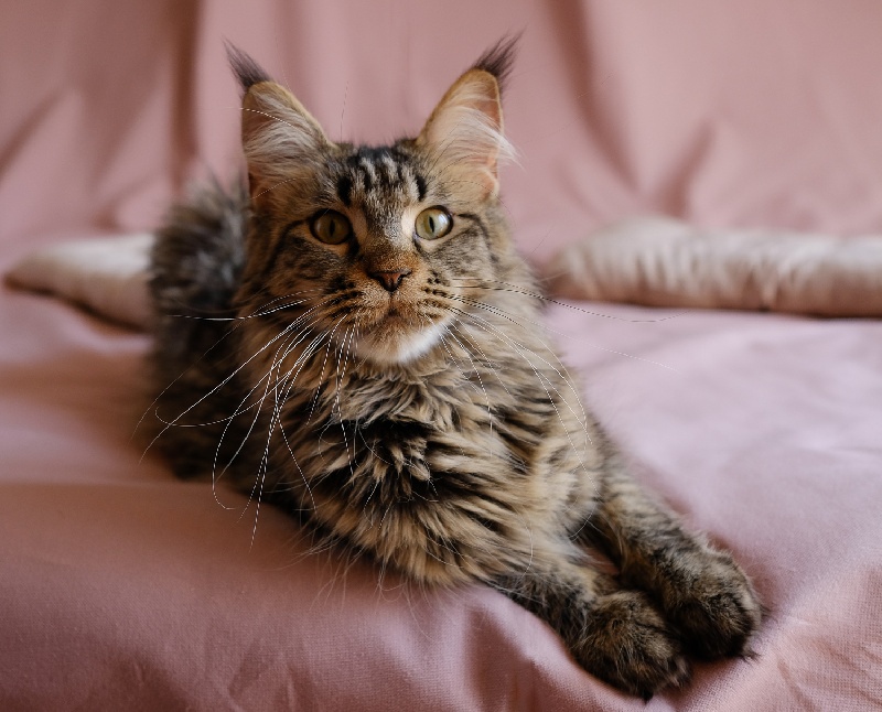 Maine Coon - Viola bystra