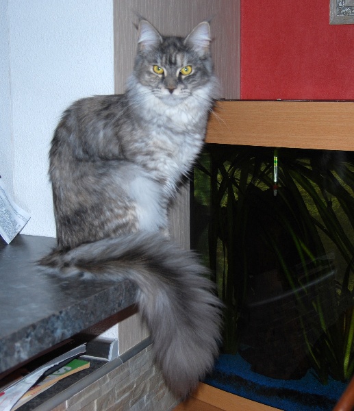 Maine Coon - CH. lakesidecoons Caliope