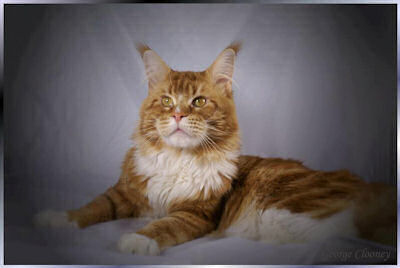 Maine Coon - rike's George clooney