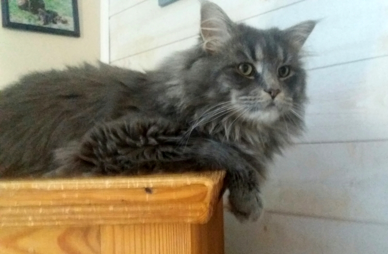 Maine Coon - mainetipey Prancer of Aigrefeuille